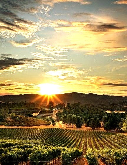 Sunset Vineyard, California