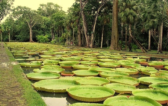 Sir Seewoosagur Ramgoolam Botanical Garden, is a popular tourist attraction near Port Louis, Mauritius, and the oldest botanical garden in the Southern Hemisphere. The...