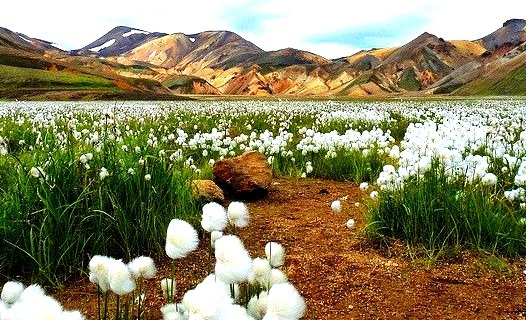 by guix29 on Flickr.A field of cotton flowers in Landmannalaugar, Iceland.