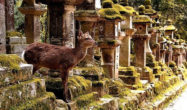 Deer at Kasuga Taisha Shrine in Nara, one of the most famous and oldest in Japan
