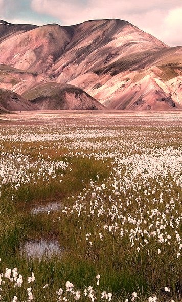 Cotton fields of Landmannalaugar, Iceland