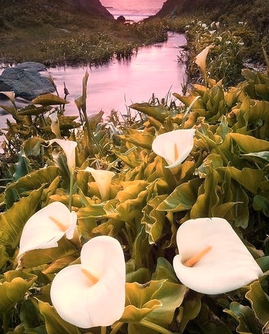 Calla lilies growing along a creek in Big Sur coast, California, USA
