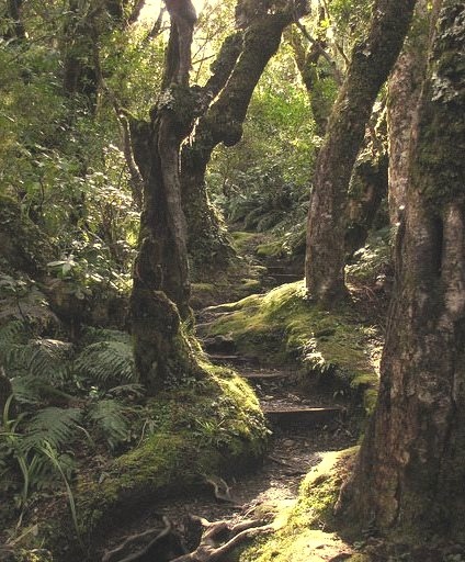 Goblin Forest in Egmont National Park, New Zealand
